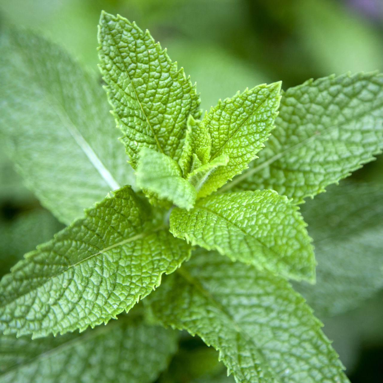 Premium grade and sustainably sourced Natural Peppermint for the best naturally refreshing breath.