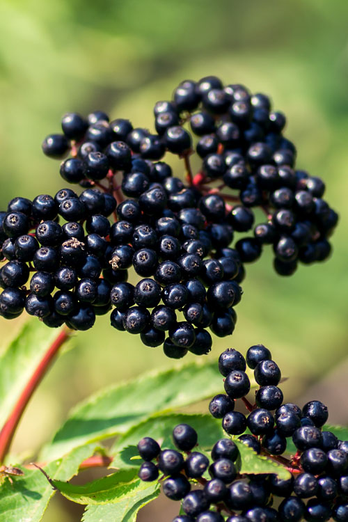 Natural Elderberry provides immune boost and a pop of color, all while keeping things free from artificial sweeteners and colors.